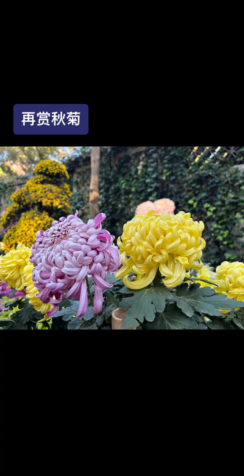 欧美掇BBBBB掇BBBBB