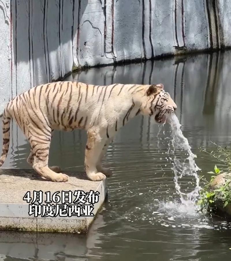 白虎喷水