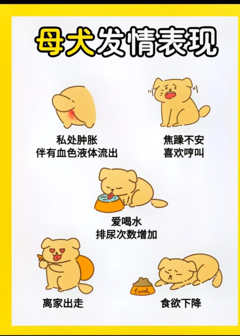 狗狗交配时会锁住多长时间