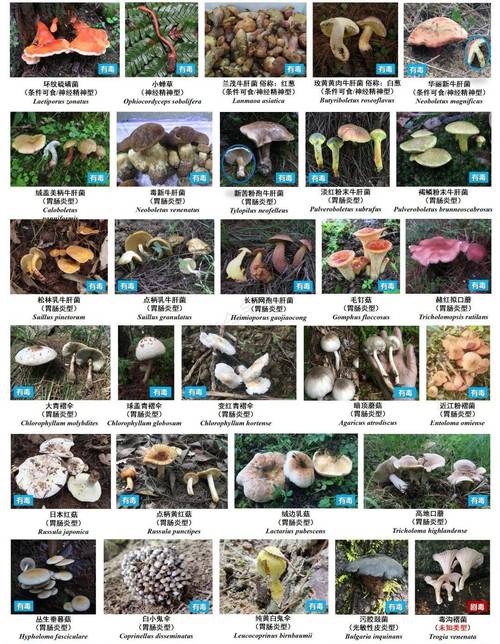 国产成人蘑菇