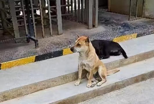 一人一狗卡住6小时要紧吗