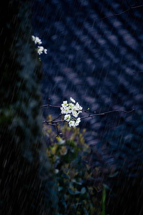 只在梨花春雨处(n)