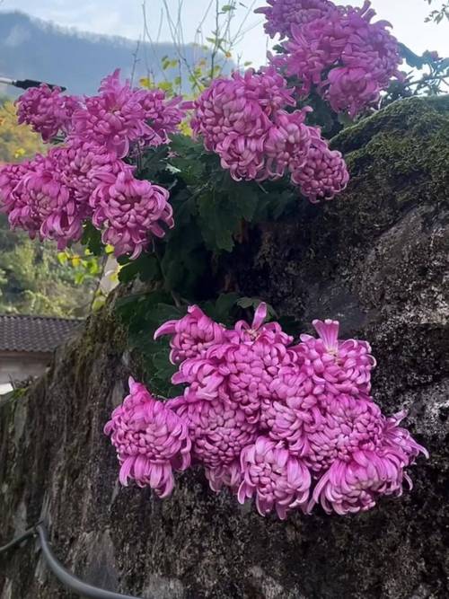 母亲的桃花源菊花