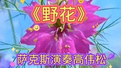 野花韩国高清完整版在线视频
