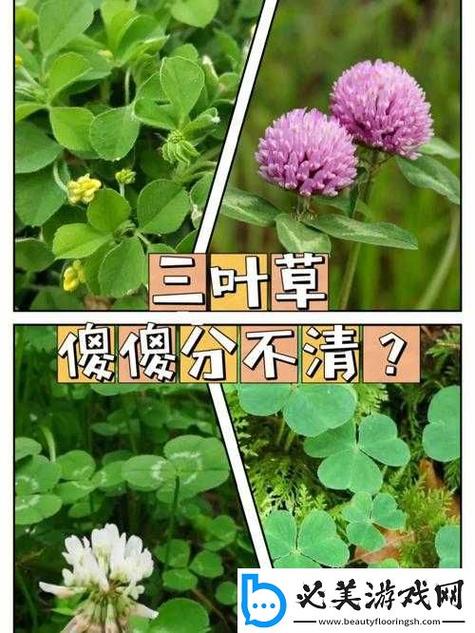 成品人与精品人之间四叶草