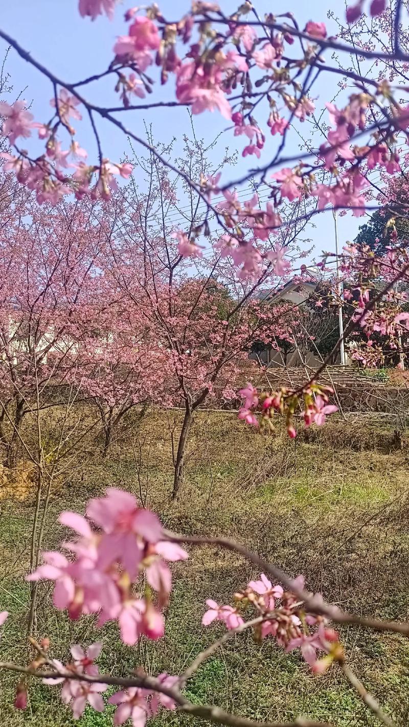 樱花视频
